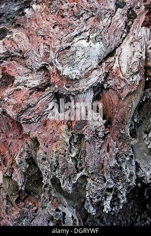 Ropy lava rouge refroidi dans la zone géothermique de Leirhnjukur, une zone de fissures à Krafla volcano, dans le nord de l'Islande, de l'Europe Banque D'Images