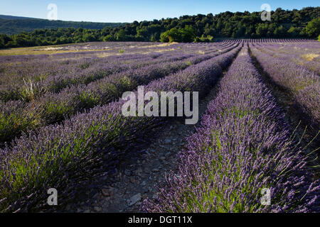 Champs de lavande près du village de montagne de Banon, Forcalquier, Provence, département Alpes-de-Haute-Provence, France Banque D'Images