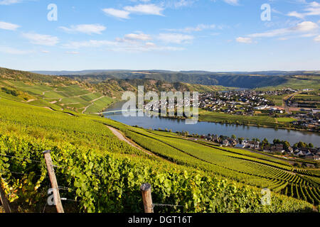 Vignobles le long de la Moselle, au-dessus de Piesport, Bernkastel-Kues, Rhénanie-Palatinat Banque D'Images