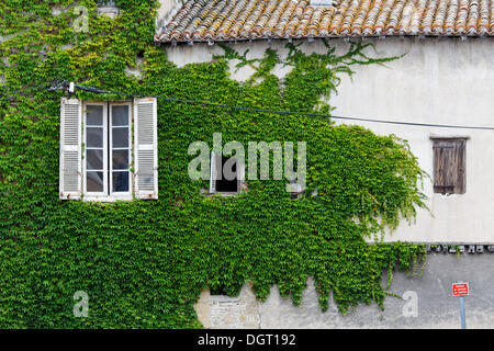 Façade couverte de lierre, Castelnaudary, Carcassonne, Languedoc-Roussillon, Aude, France, Europe Banque D'Images