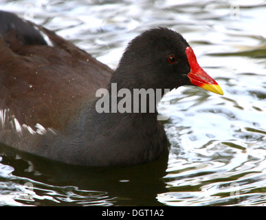 Libre de la Gallinule poule-d'eau (Gallinula chloropus) natation Banque D'Images