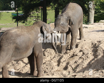 Deux jeunes hommes éléphants d'Asie (Elephas maximus) et jouant des coudes Banque D'Images