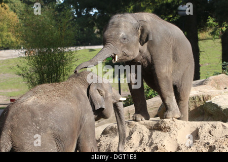 Deux jeunes hommes éléphants d'Asie (Elephas maximus) et jouant des coudes Banque D'Images