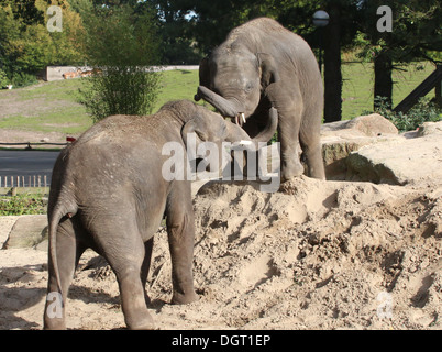 Deux jeunes hommes éléphants d'Asie (Elephas maximus) et jouant des coudes Banque D'Images