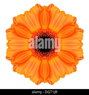 Mandala Kaleidoscope Gerbera Flower Orange isolé sur fond blanc Banque D'Images