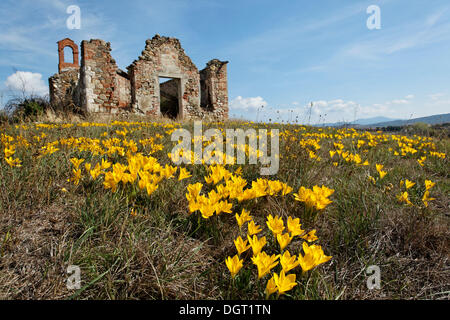 L'automne, la jonquille le muguet ou champ de crocus d'automne jaune (Sternbergia lutea) devant les ruines d'une chapelle d'un grand Banque D'Images