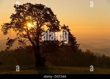 Cherry Tree en automne au lever du soleil avec le brouillard dans la vallée, près de Kulm Weiz, Styrie, Autriche, Europe Banque D'Images