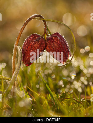Fritillary (Fritillaria meleagris) avec la rosée du matin Banque D'Images