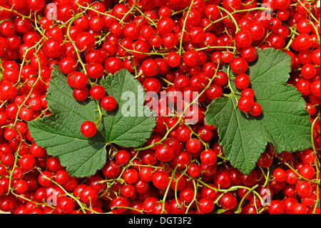 Fraîchement cueilli Groseilles rouges (Ribes rubrum) avec deux feuilles de groseille rouge Banque D'Images