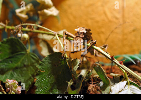 Malaysian ou jungle malaise nymphe (Heteropteryx dilatata), dans un terrarium, présence dans l'ouest de la Malaisie et de la Thaïlande, Ringsheim Banque D'Images