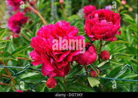 La pivoine (Paeonia rouge) avec les bourgeons sur un jardin clôture, Othenstorf, Mecklembourg-Poméranie-Occidentale Banque D'Images