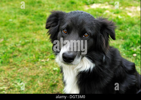 Huit mois border collie dans un pré, Othenstorf, Mecklembourg-Poméranie-Occidentale Banque D'Images