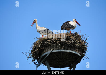 Couple de Cigognes blanches (Ciconia ciconia) sur un nid sur le fond bleu du ciel, Kuhlrade, Mecklembourg-Poméranie-Occidentale Banque D'Images