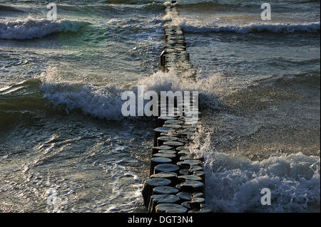 Au cours des vagues de lave épi sur la plage d'Ahrenshoop, mer Baltique, Darss, Mecklembourg-Poméranie-Occidentale Banque D'Images