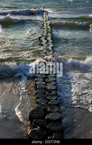 Au cours des vagues de lave épi sur la plage d'Ahrenshoop, mer Baltique, Darss, Mecklembourg-Poméranie-Occidentale Banque D'Images