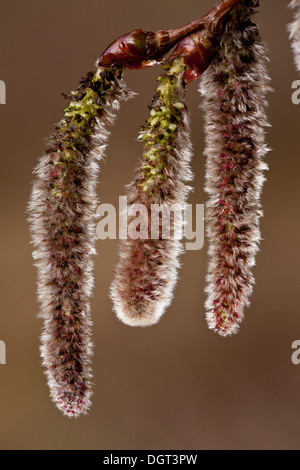 Chatons de peuplier blanc Populus alba, au début du printemps. Banque D'Images