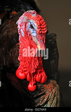 Tête de couleur d'un Dindon sauvage (Meleagris gallopavo) dans une ferme à Tauchersreuth, Middle Franconia, Bavaria Banque D'Images