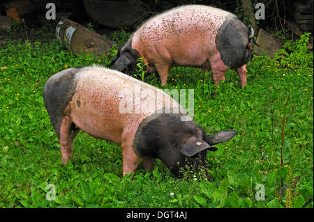 Les porcs domestiques (Sus scrofa domestica), cochonnet, sur une ferme porcine, Tauchersreuth, Middle Franconia, Bavaria Banque D'Images