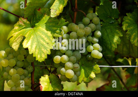 Raisins blancs (Vitis vinifera) de plus en plus sur la vigne, Kirchberg, Wipfeld, Basse Franconie, Bavière Banque D'Images