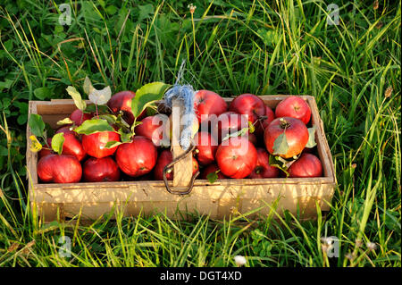 Pommes rouges fraîchement cueillis (Malus domestica) dans un panier en bois sur un pré, Eckental, Middle Franconia, Bavaria Banque D'Images