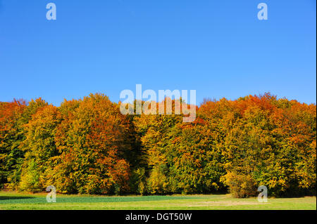 Hêtre (Fagus) forêt en automne contre un ciel bleu, Enzenreuth, Suisse franconienne, Middle Franconia, Bavaria Banque D'Images