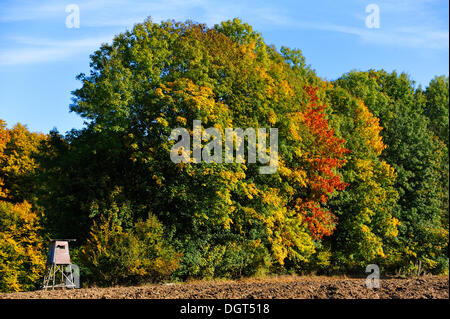 Deerstand dans une forêt en automne, couleurs, Algersdorf Suisse franconienne, Middle Franconia, Bavaria, PublicGround Banque D'Images