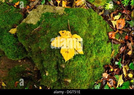 Une feuille d'érable sycomore jaune posé sur une pierre recouverte de mousse en automne, Osternohe, la Suisse franconienne, Moyenne-franconie Banque D'Images
