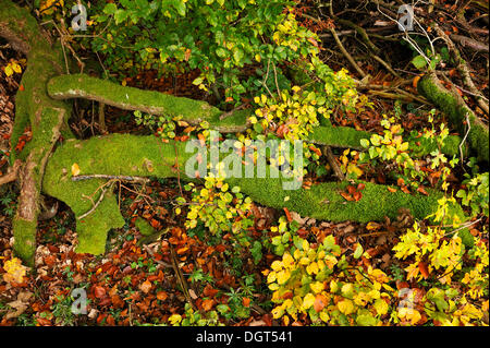 Les branches d'arbres couverts de mousse dans une forêt, Enzenreuth, Suisse franconienne, Middle Franconia, Bavaria Banque D'Images