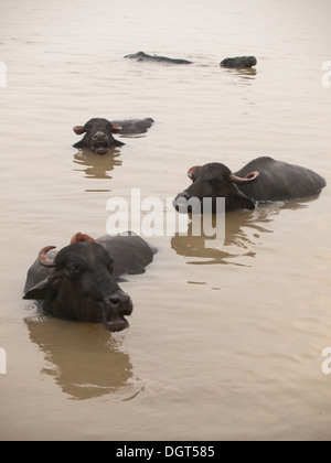 Les buffles d'eau sont la baignade dans le fleuve sacré du Gange à Varanasi, Inde Banque D'Images