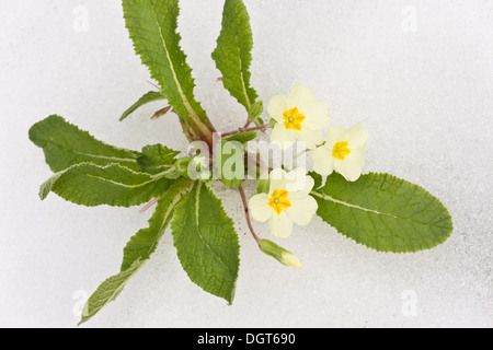 Primevères, Primula vulgaris, en fleurs après de fortes chutes de neige tardive, mars 2013. Banque D'Images