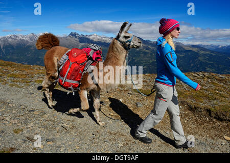 Visite de Lama au sommet de la montagne dans le Weibele Boeses Defregger Carniques Dolomites, Groupe, Lienz, la vallée de Pusteria Banque D'Images