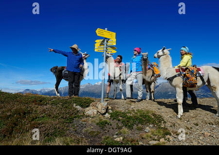 Visite de Lama au sommet de la montagne dans le Weibele Boeses Defregger Carniques Dolomites, Groupe, Lienz, la vallée de Pusteria Banque D'Images