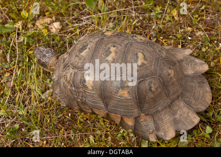 Des profils marginated tortoise, Testudo marginata sur les herbages, Péloponnèse, Grèce Banque D'Images