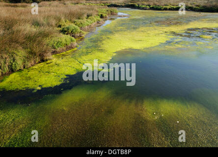 Lagon, Parc naturel de s'Albufera des Grau, Minorque, Iles Baléares, Espagne, Europe Banque D'Images