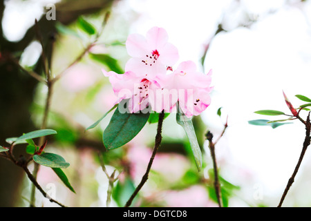 Azalea printemps glorieux Jane Ann Butler Photography JABP1037 Banque D'Images