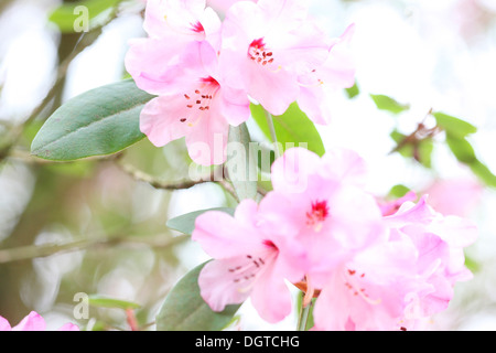 Azalea printemps glorieux Jane Ann Butler Photography JABP1036 Banque D'Images