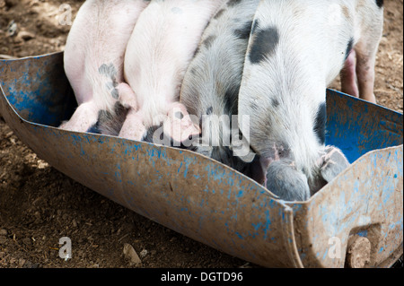 Quatre petits cochons mangent dans la grange Banque D'Images