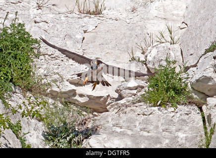 Falcon-Falco Faucon peregrinus prend son envol avec une tête d'un Gull-Larus melanocephalus Méditerranée. Uk Banque D'Images