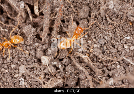 Meadow-jaune / jaune ant ant Lasius flavus, prés. Constructeur de la plus fréquente dans les fourmilières dans les prairies. Le Dorset. Banque D'Images