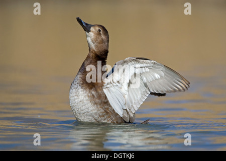 Pochard (Aythya ferina), femme, Camargue, sud de la France, France, Europe Banque D'Images