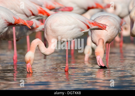 Plus de flamants roses (Phoenicopterus ruber) de nourriture, Camargue, sud de la France, France, Europe Banque D'Images