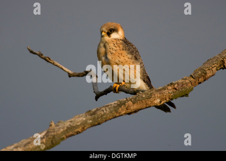 Faucon kobez (Falco vespertinus), femme, lac Neusiedler See, Burgenland, Autriche, Europe Banque D'Images