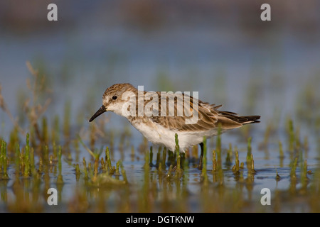 Peu de passage (Calidris minuta) en plumage de base, Delta du Danube, Roumanie, Europe Banque D'Images