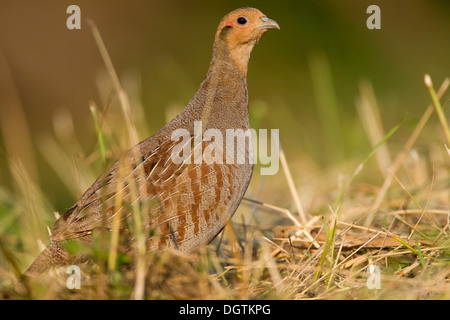 La perdrix grise (Perdix perdix), homme, Thuringe Banque D'Images