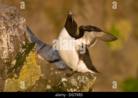 Petit pingouin (Alca torda), oiseau Látrabjarg falaise, Fjords de l'Ouest, Islande, Europe Banque D'Images