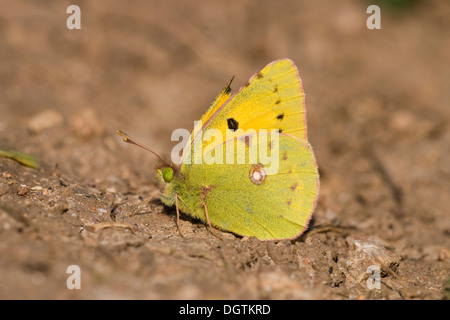 Jaune pâle brouillé (Colias hyale), le cap Kaliakra, Bulgarie, Europe Banque D'Images