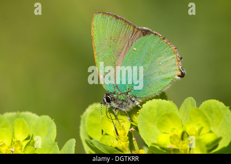 Porte-queue vert (Callophrys rubi), le cap Kaliakra, Bulgarie, Europe Banque D'Images