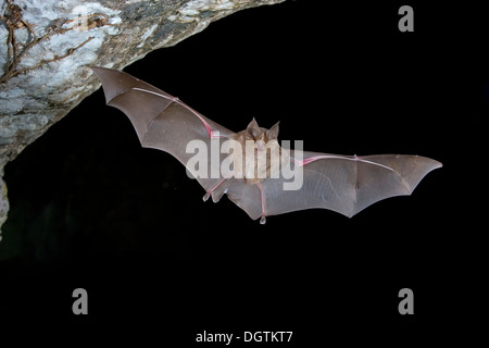 Plus grand rhinolophe (Rhinolophus ferrumequinum) d'une grotte, Sardaigne, Italie, Europe Banque D'Images