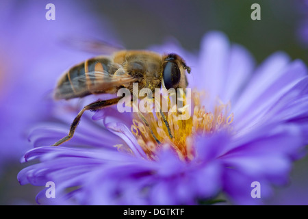 Drone fly Dronefly ou (Eristalis tenax), Thuringe Banque D'Images