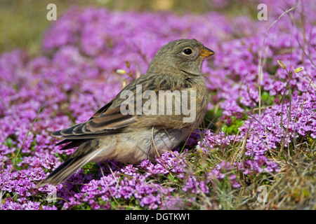 Bruant des neiges (Plectrophenax nivalis), pigeonneau, Islande, Europe Banque D'Images